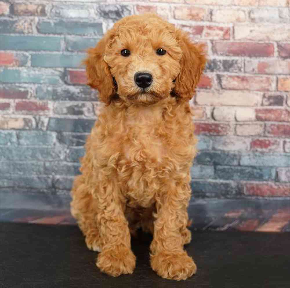 Image of a pet breed in the gallery