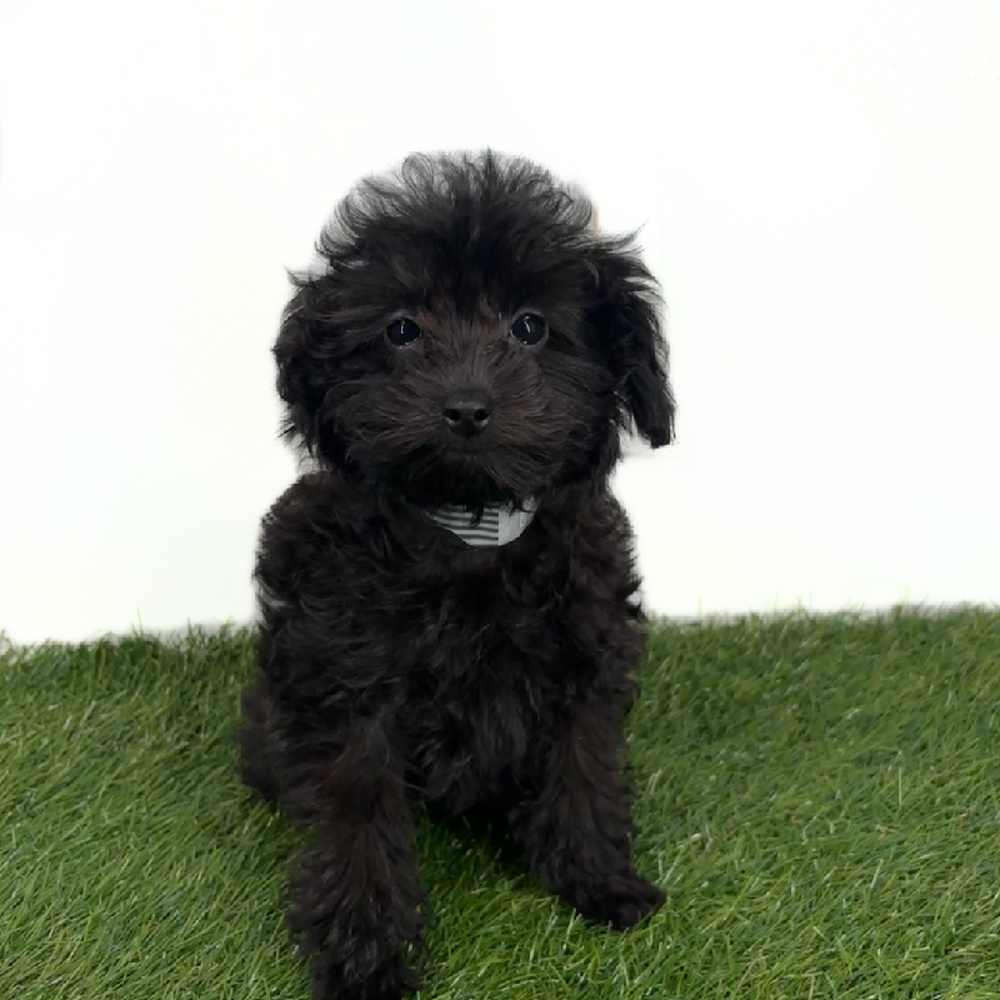 Image of a pet breed in the gallery