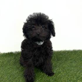 Shizapoo