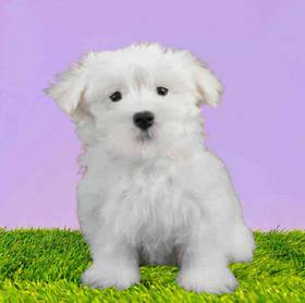 Maltese