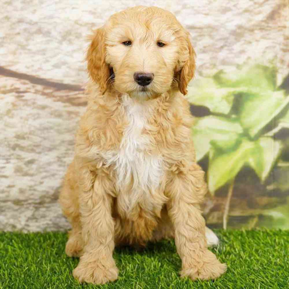pet breed image