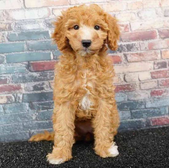 2nd Gen Mini Goldendoodle