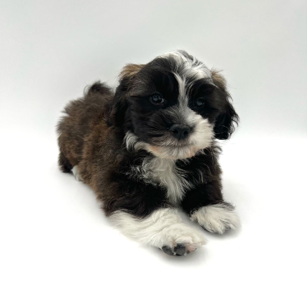 Male Teddy Bear Puppy for Sale in San Antonio, TX