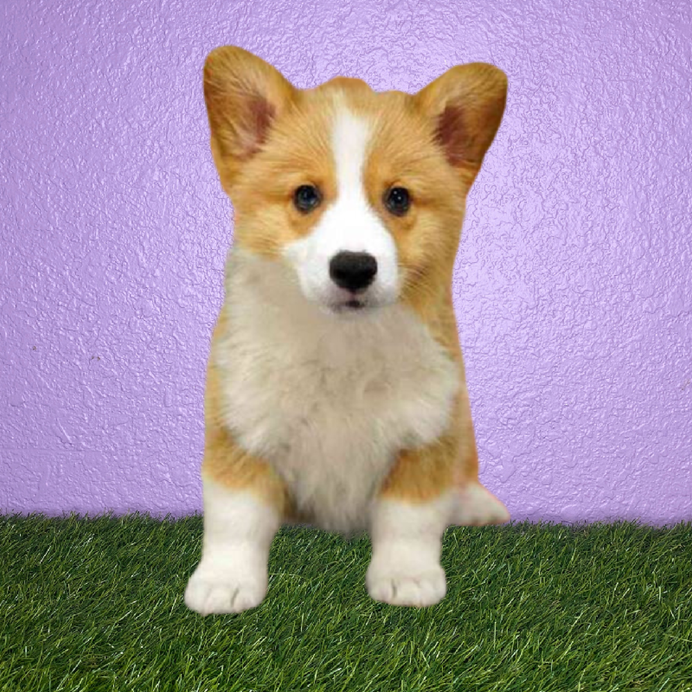 Female Pembroke Welsh Corgi Puppy for Sale in New Braunfels, TX