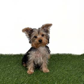 Yorkie