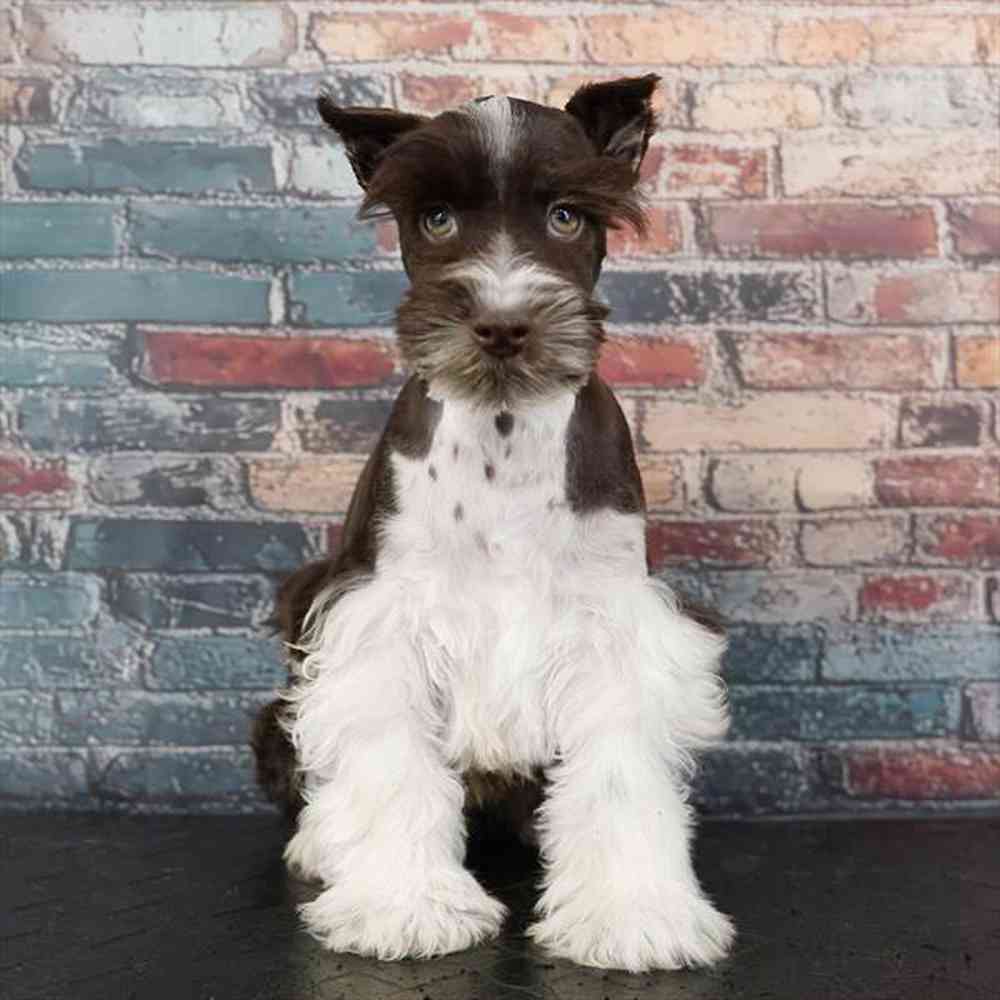 Image of a pet breed in the gallery