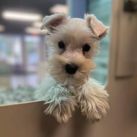 Mini Schnauzer