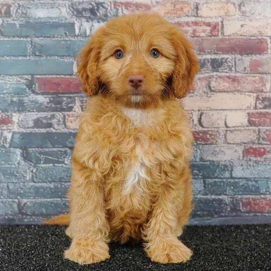 Cavapoo