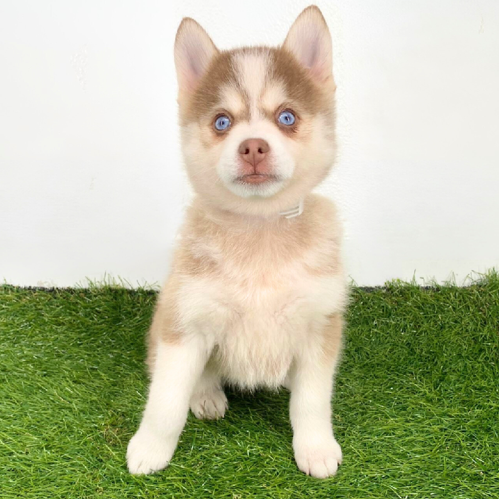 Image of a pet breed in the gallery