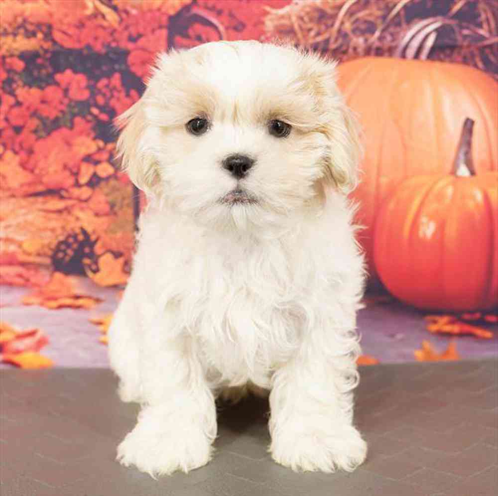 Image of a pet breed in the gallery