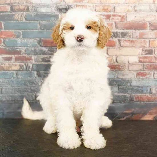 2nd Gen Mini Goldendoodle