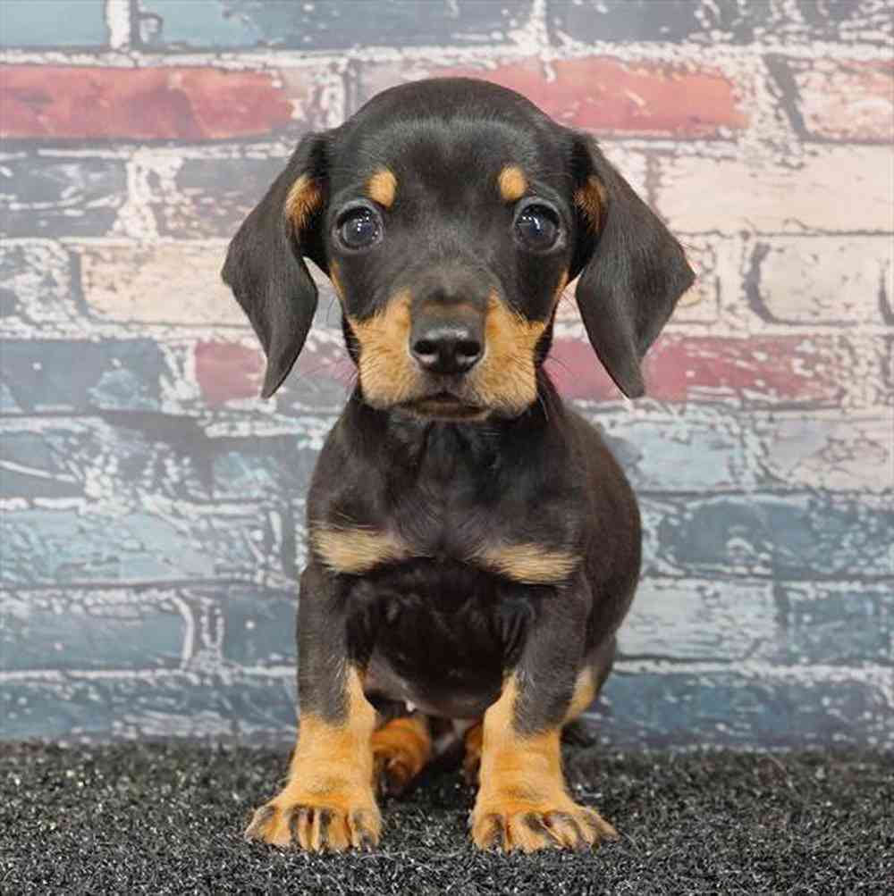 Image of a pet breed in the gallery