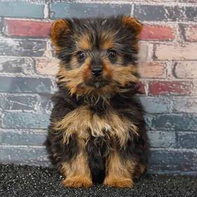 Yorkie