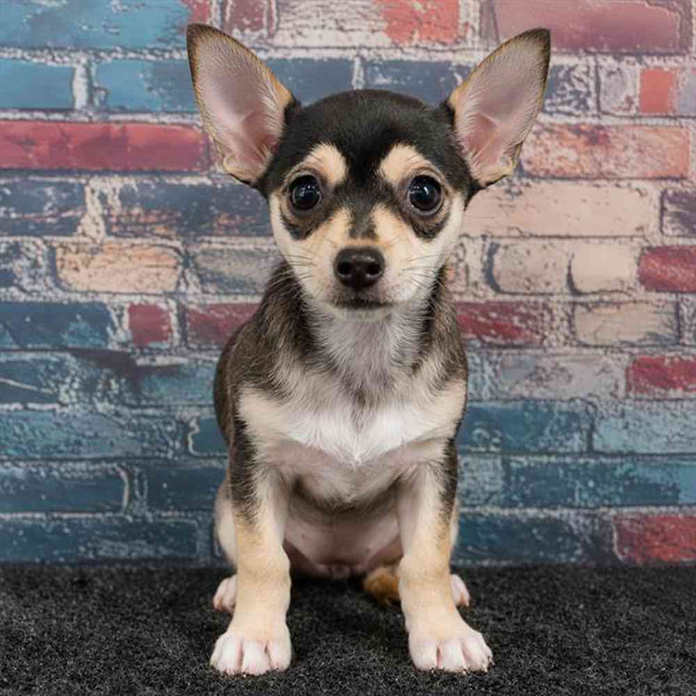 Image of a pet breed in the gallery