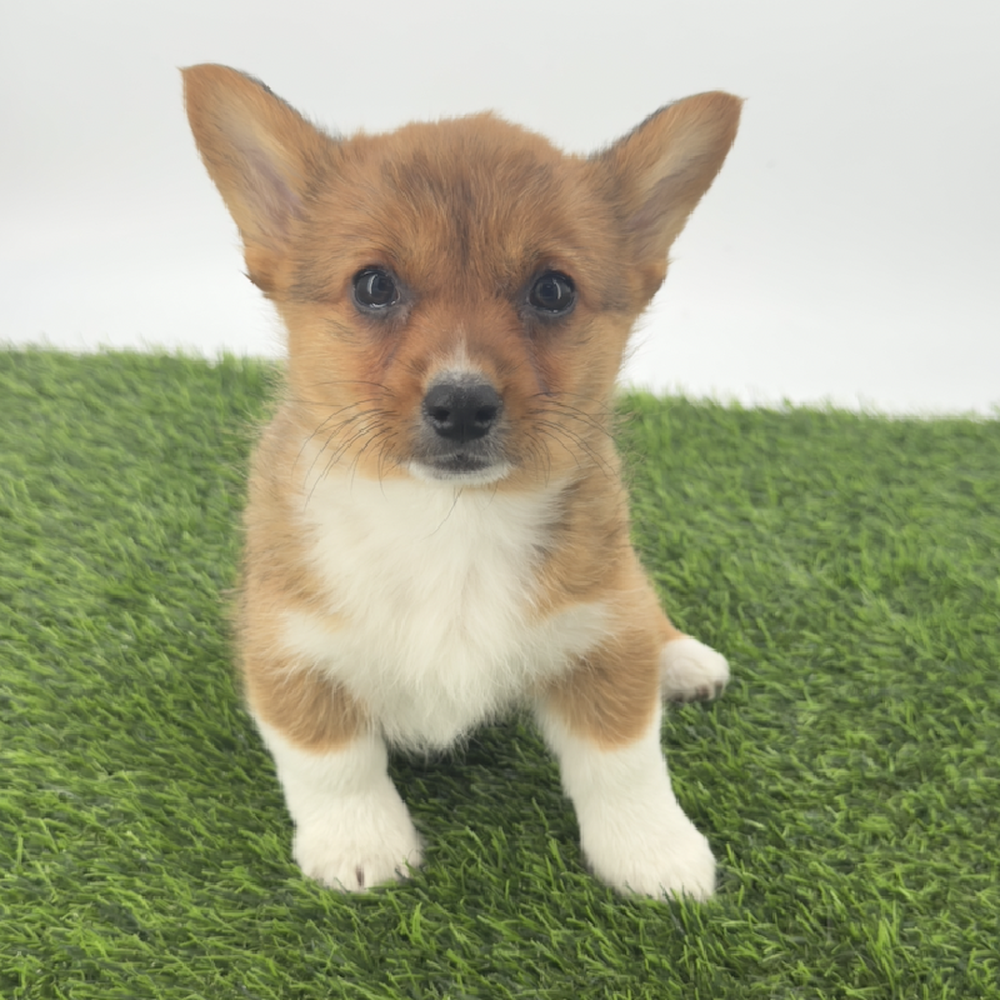 Image of a pet breed in the gallery