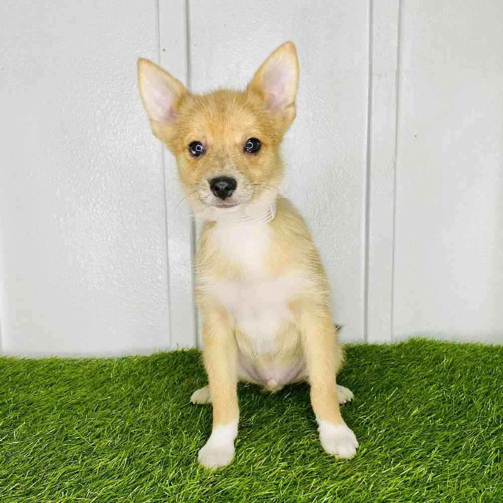 Image of a pet breed in the gallery