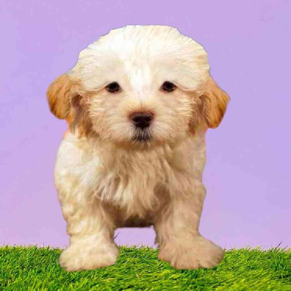 Female Malshi Puppy for Sale in Puyallup, WA
