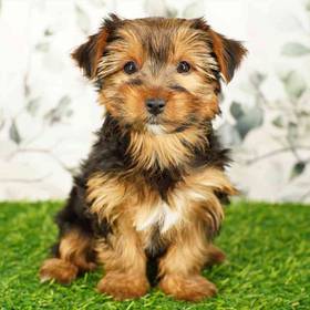 Yorkie
