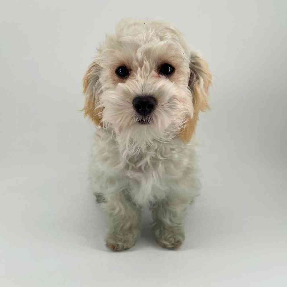 Image of a pet breed in the gallery