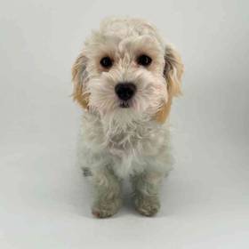 Shizapoo