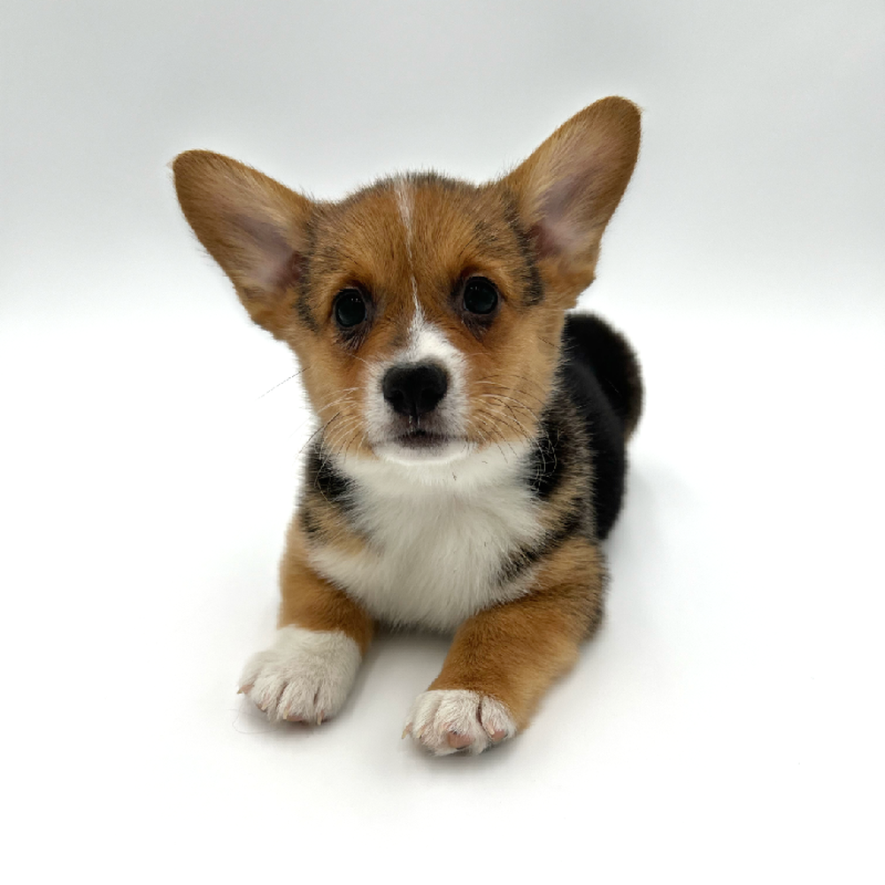 carousel pet images