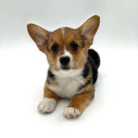 Pembroke Welsh Corgi