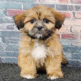 Shih Tzu