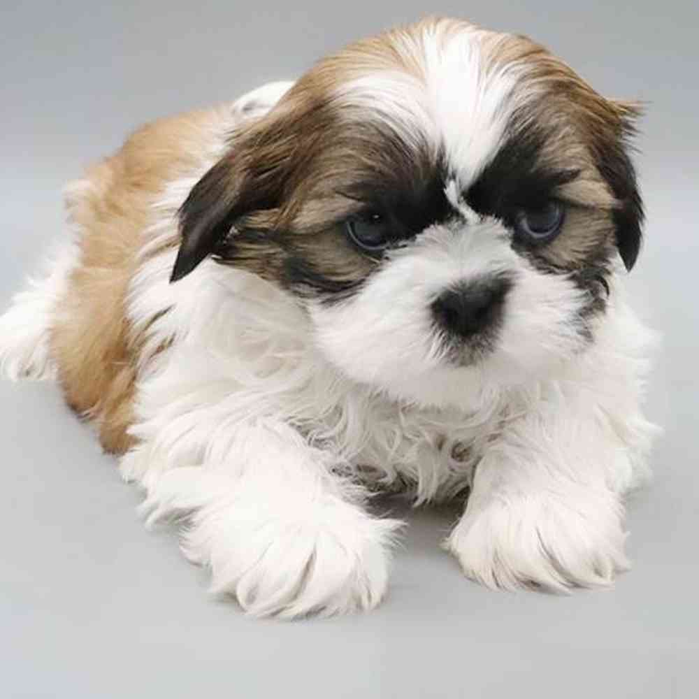 Image of a pet breed in the gallery