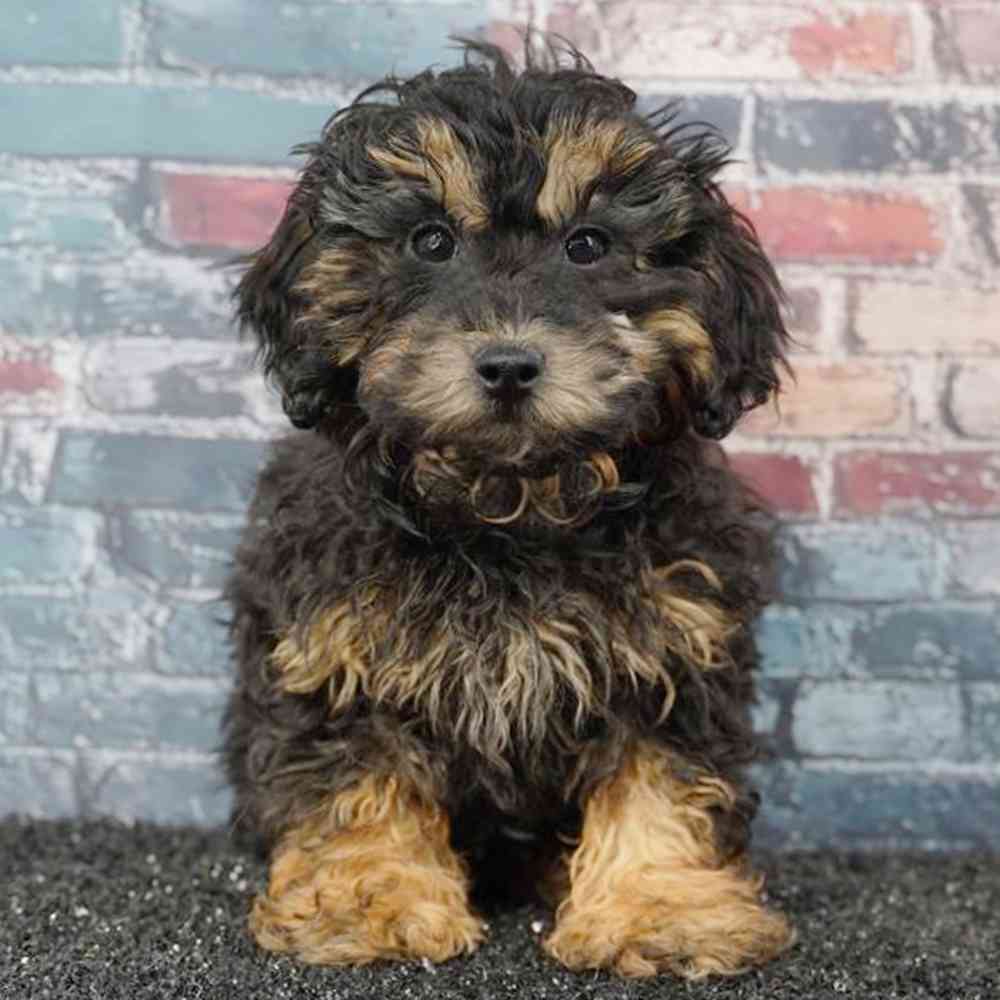 Image of a pet breed in the gallery