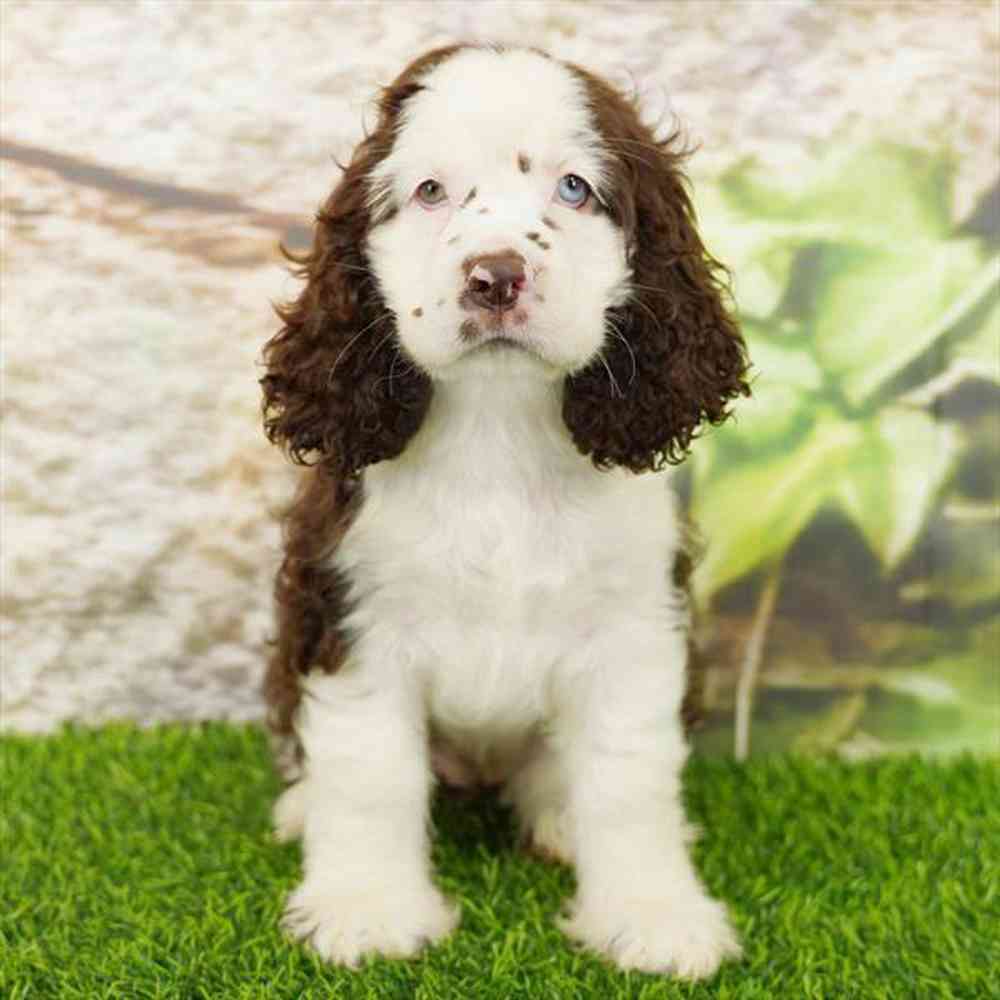Image of a pet breed in the gallery