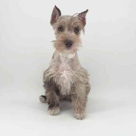 Mini Schnauzer