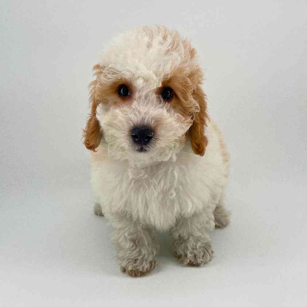 pet breed image