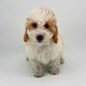 Mini Goldendoodle