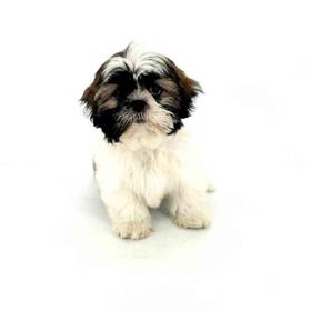 Shih Tzu