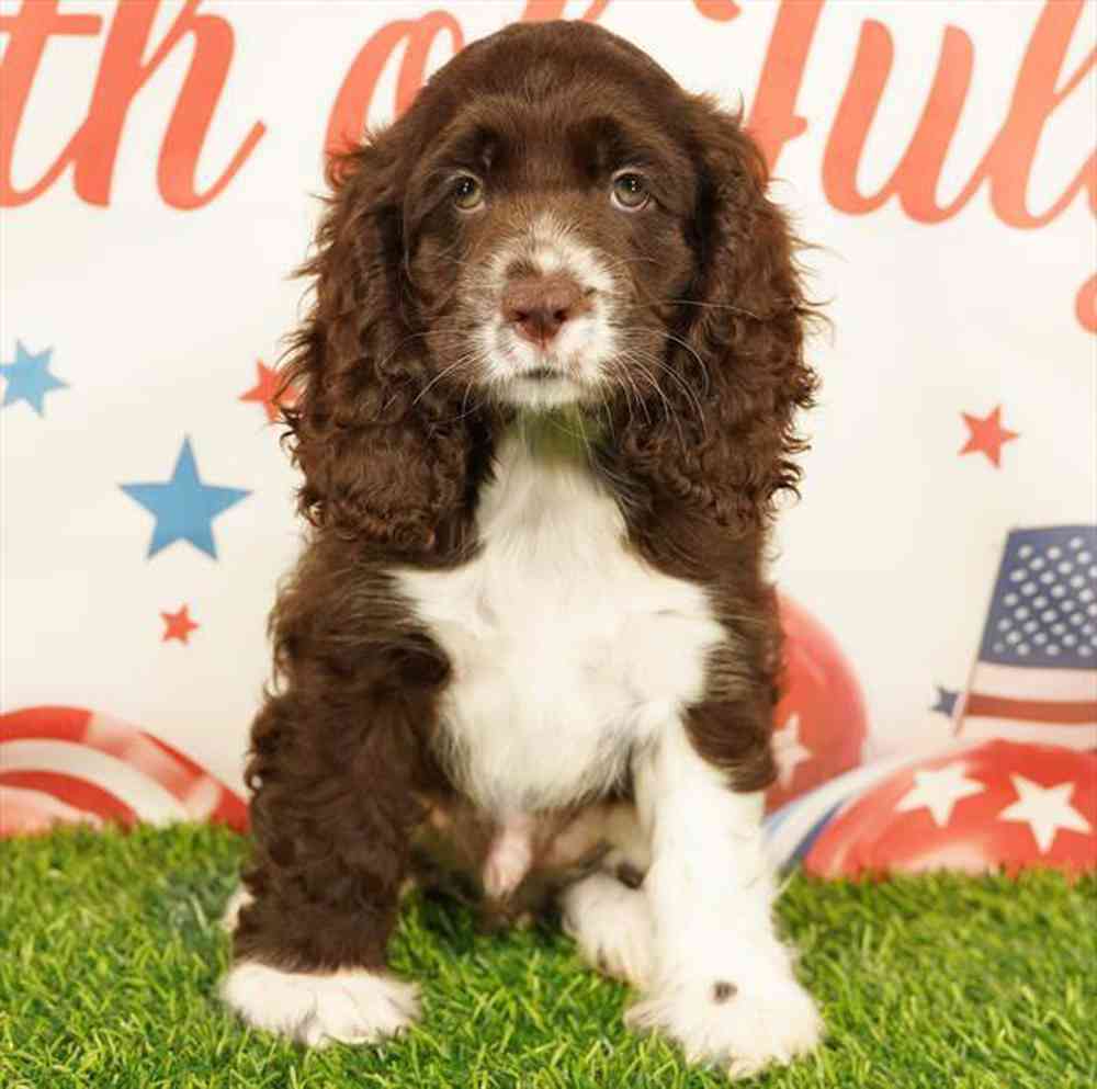 Image of a pet breed in the gallery