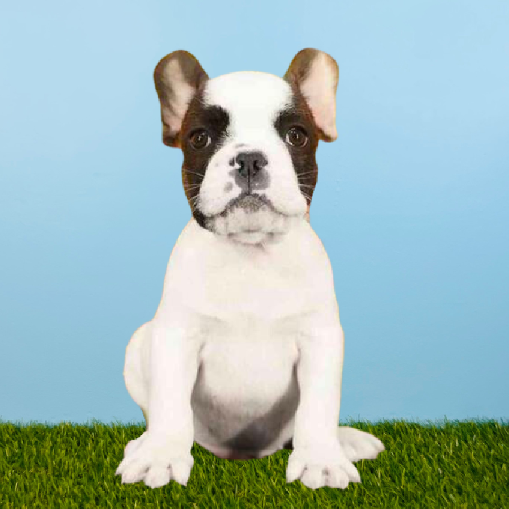 Male French Bulldog Puppy for Sale in Pasadena, TX