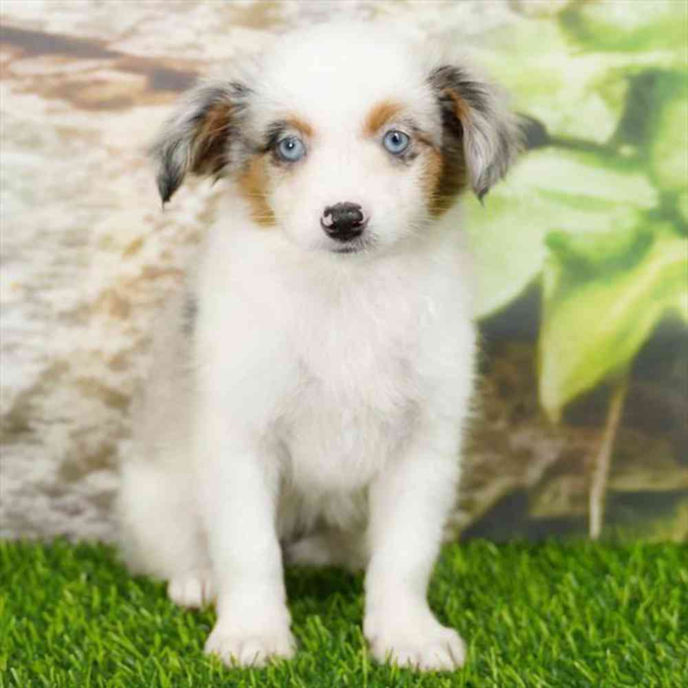 Image of a pet breed in the gallery