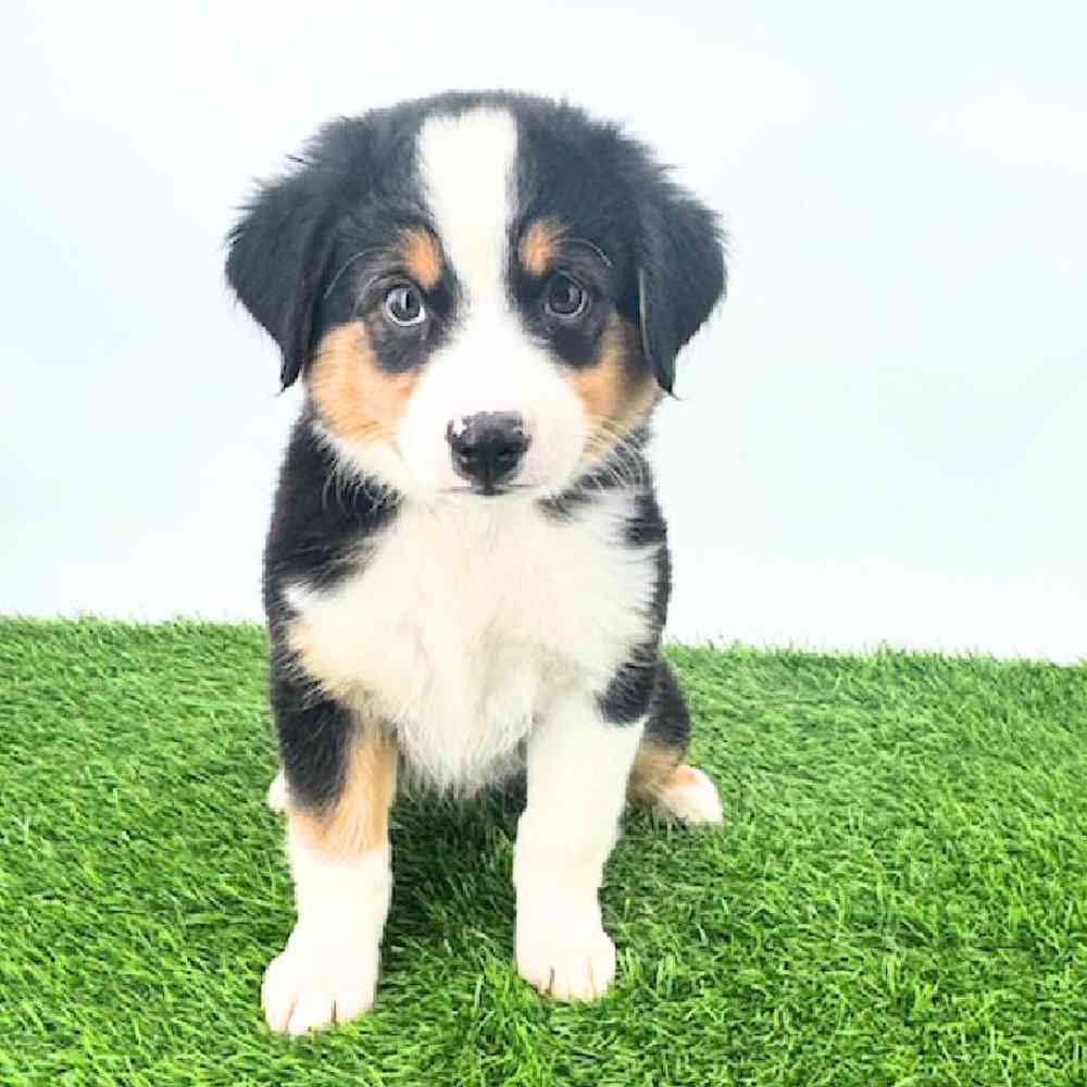 Image of a pet breed in the gallery