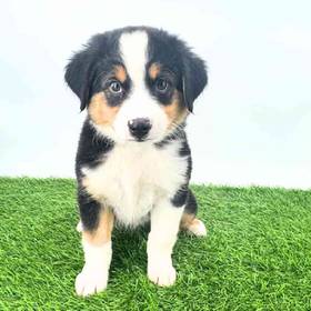Mini Australian Shepherd