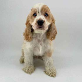 Cocker Spaniel