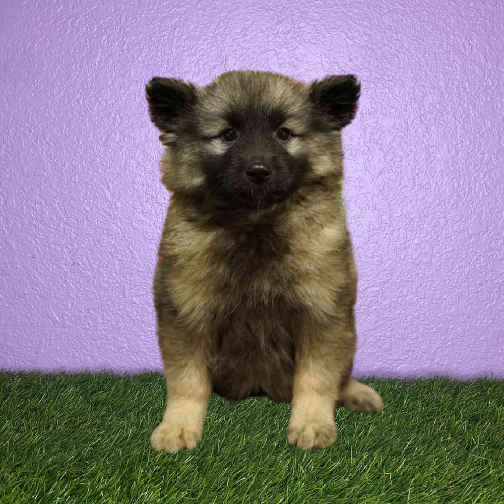 Female Keeshond Puppy for Sale in New Braunfels, TX
