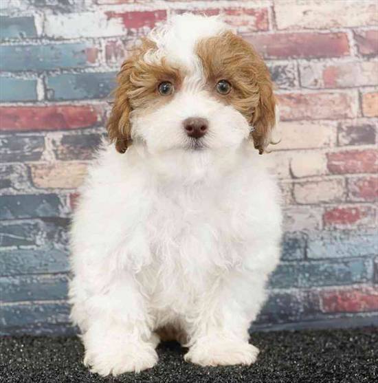 Shizapoo