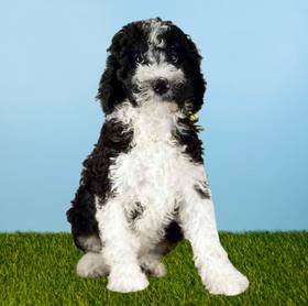 2nd Gen Standard Bernedoodle