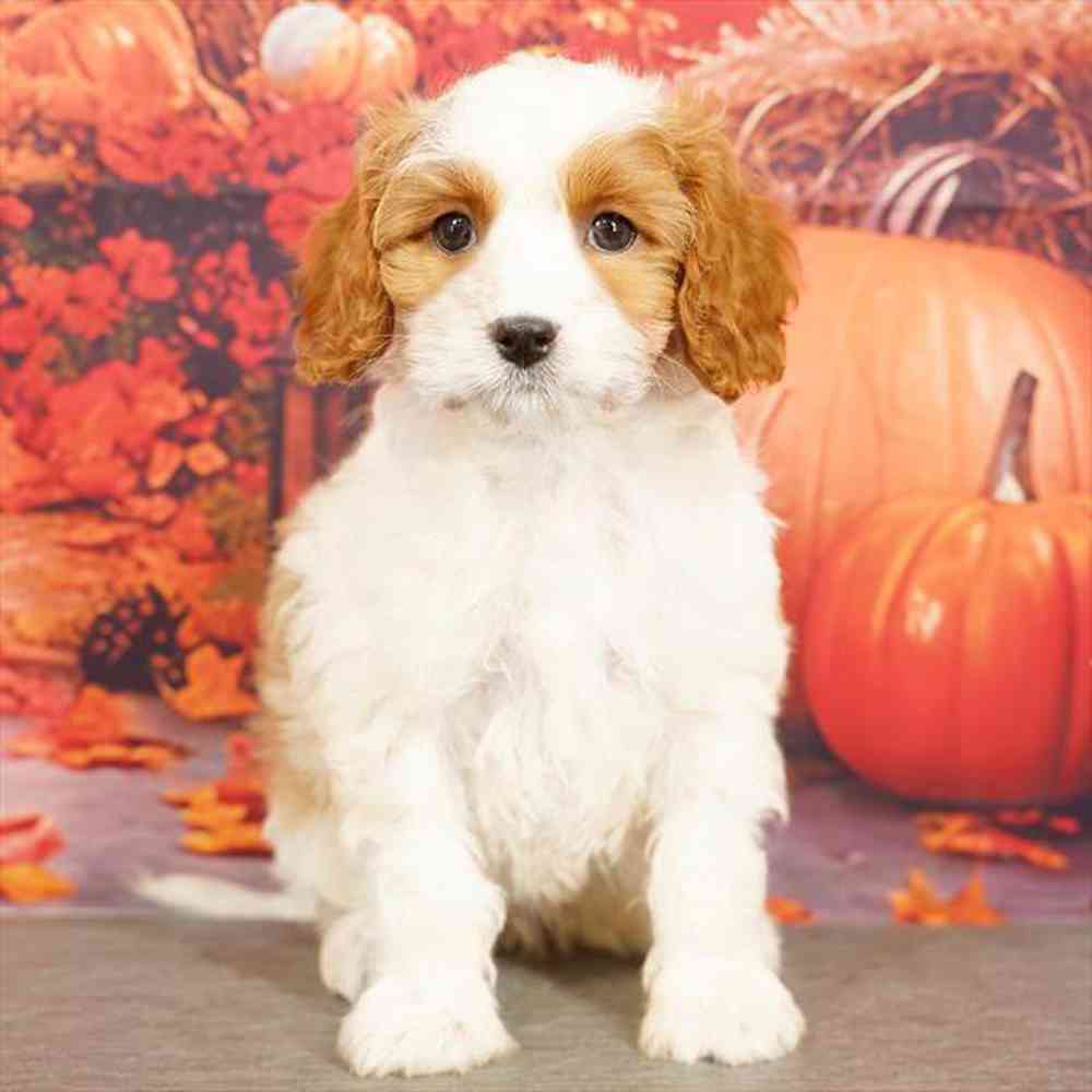 Image of a pet breed in the gallery