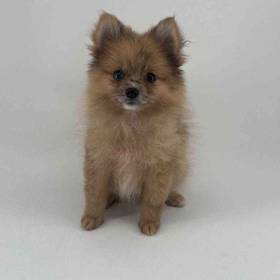 Pomeranian