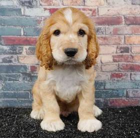 Cocker Spaniel