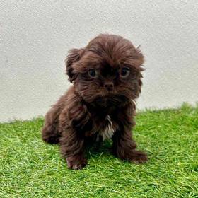 Shih Tzu
