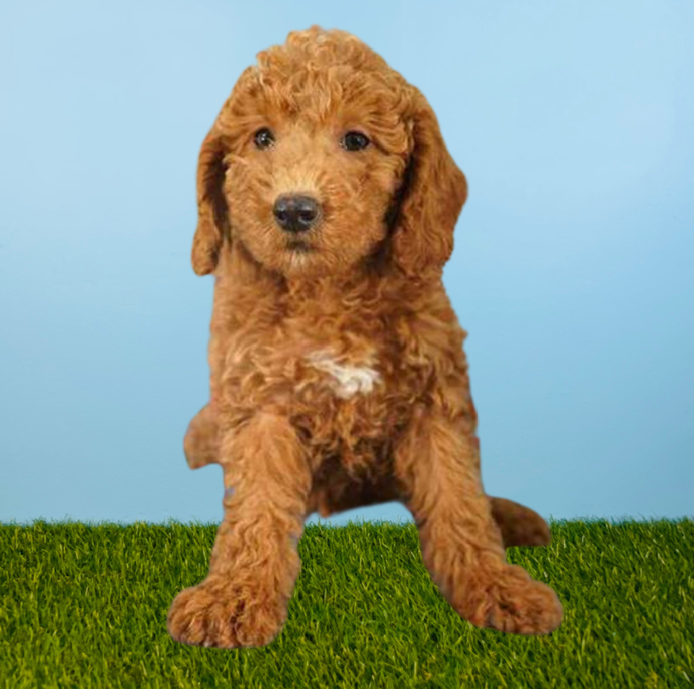 carousel pet images