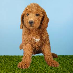 2nd Gen Mini Goldendoodle