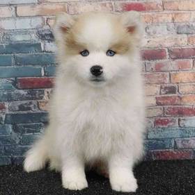 Pomsky